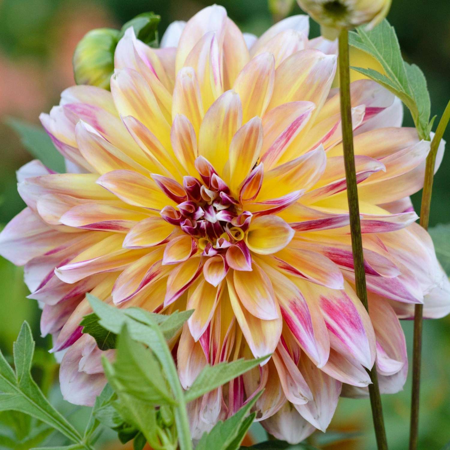 Dahlie 'Caribbean Fantasy'